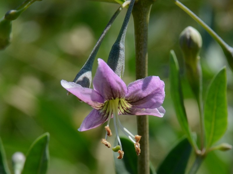 Lycium barbarum